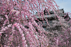 大和郡山盆梅展