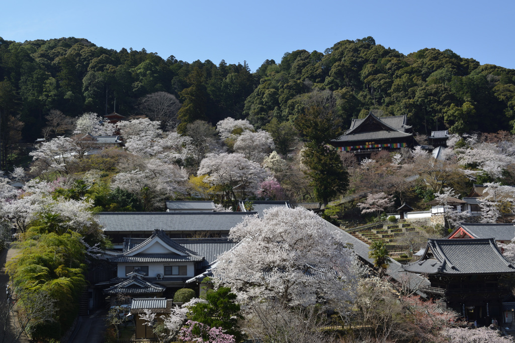 満開の長谷寺