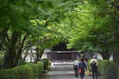 西教寺　緑の参道