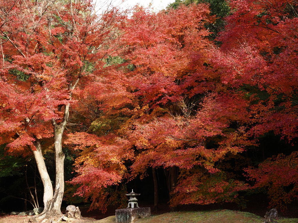 圓光寺の紅葉