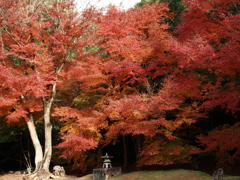 圓光寺の紅葉