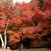 圓光寺の紅葉