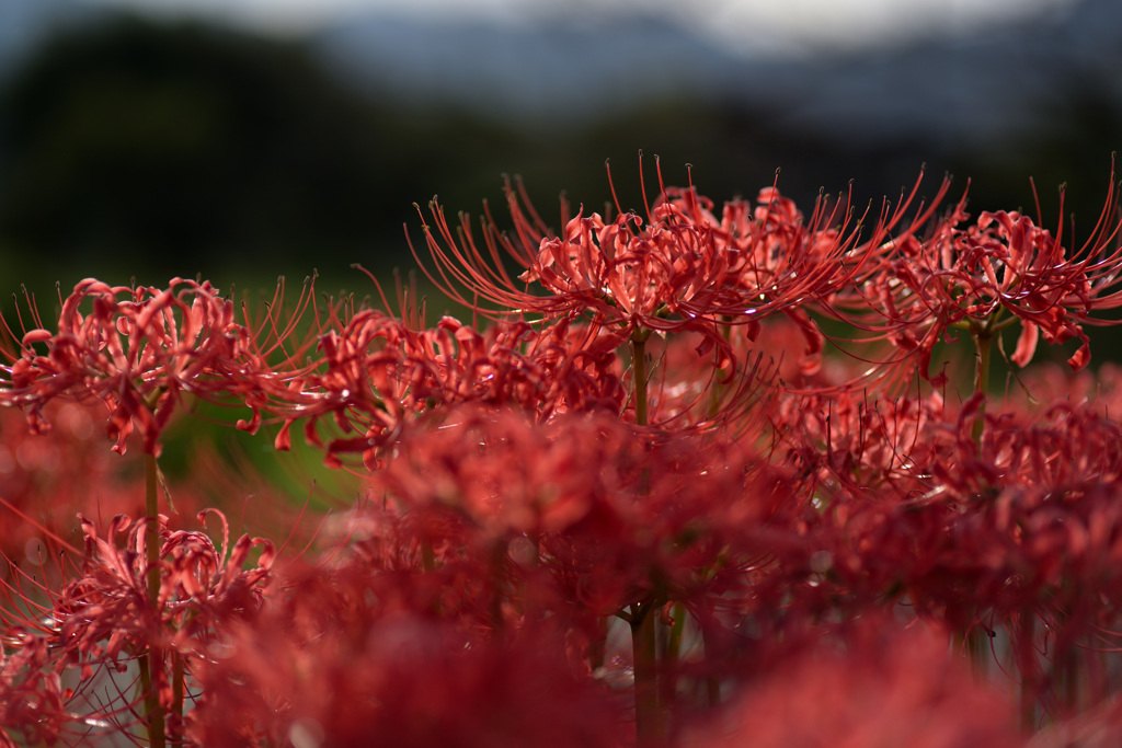 北神山花街道の彼岸花