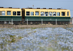 ネモフィラと三岐鉄道