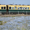 ネモフィラと三岐鉄道