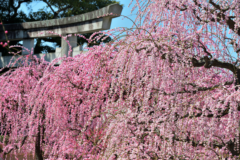 鳥居に迫る枝垂れ梅