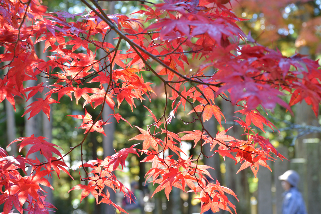 紅葉散歩
