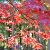 紅葉散歩