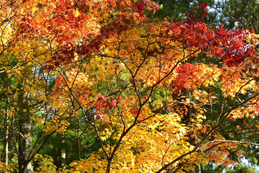 高野山の紅葉