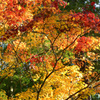 高野山の紅葉