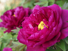 庭の牡丹の花②