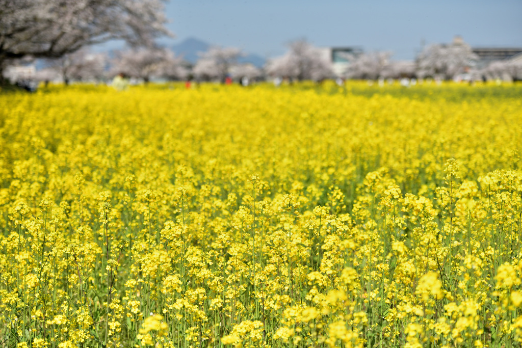 菜の花畑の春