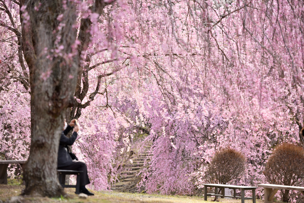 桜に囲まれて