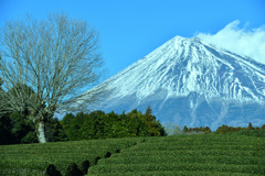 静岡遠征～富士山と茶畑～