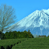 静岡遠征～富士山と茶畑～