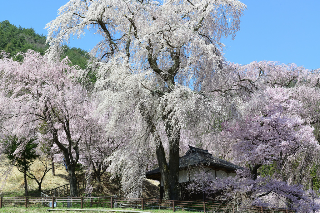 桜の緞帳