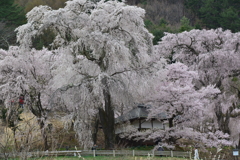 勝間薬師堂の枝垂れ桜