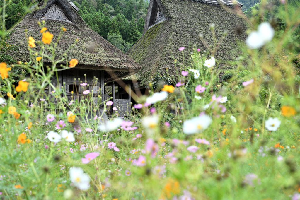 里山に秋桜咲く