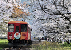 桜並木を走るローカル線