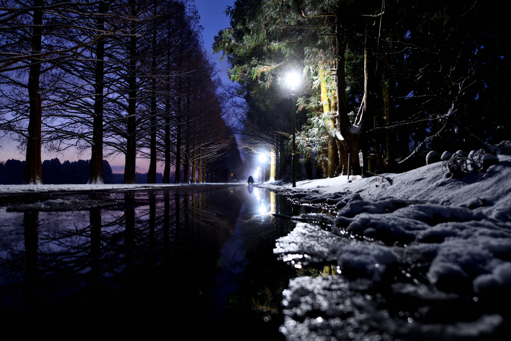 メタセコイア並木～夜明け前～