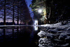 メタセコイア並木～夜明け前～