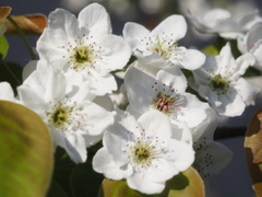 裏庭の梨の花