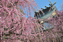 神社梅園