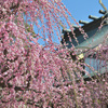 神社梅園