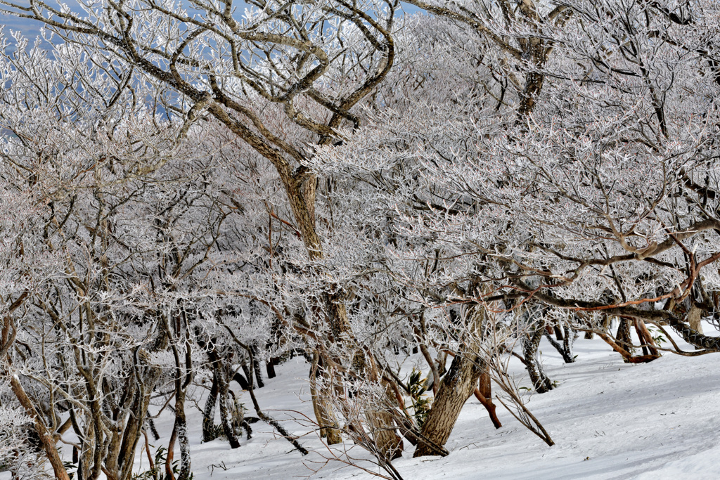 樹氷の森は迷いの森