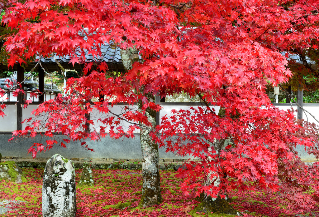 開山御手植の楓樹