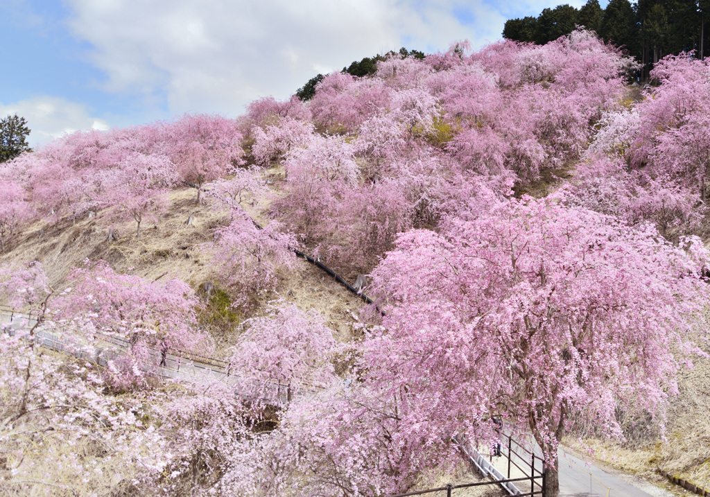 薄桃色の山の端