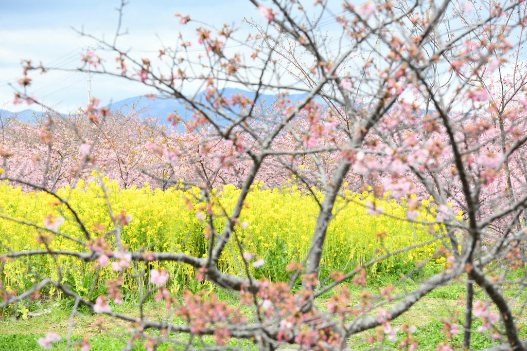 春弥生