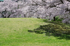 桜丘