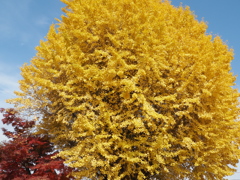 宗英寺の大イチョウ