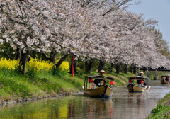 桜の水郷
