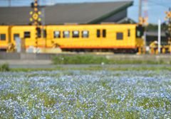 ネモフィラ畑を行く黄色い列車