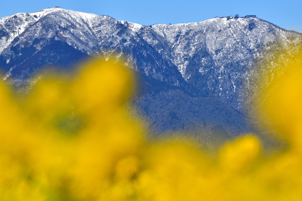 冠雪の比良山系と菜の花