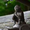 西教寺の護猿