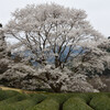 茶畑の淡墨桜