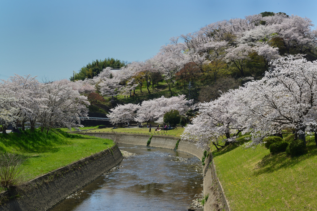 桜に覆われた三室山