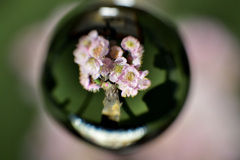 長浜盆梅展③　小梅