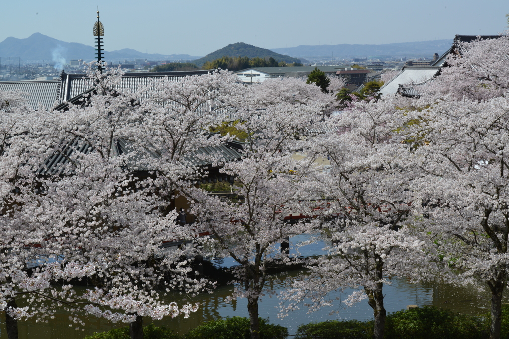 花に埋もれた文殊院