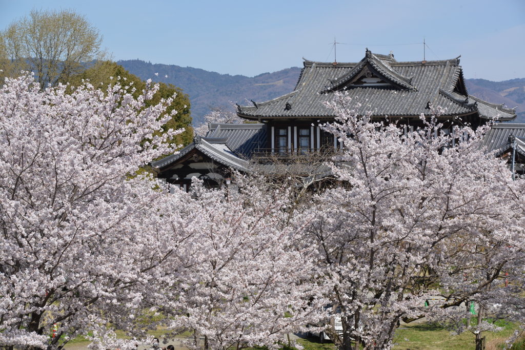 桜に埋まる城址会館