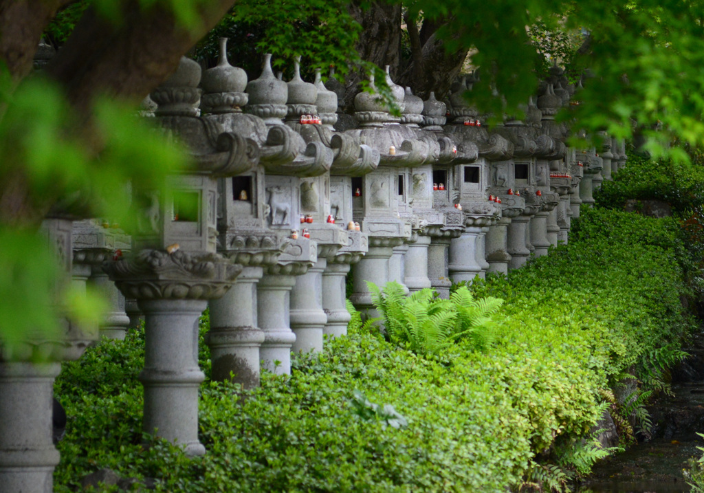 新緑の勝尾寺