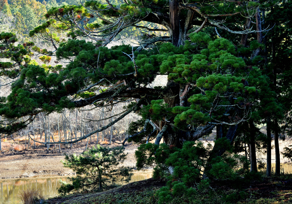 岩尾池の一本杉