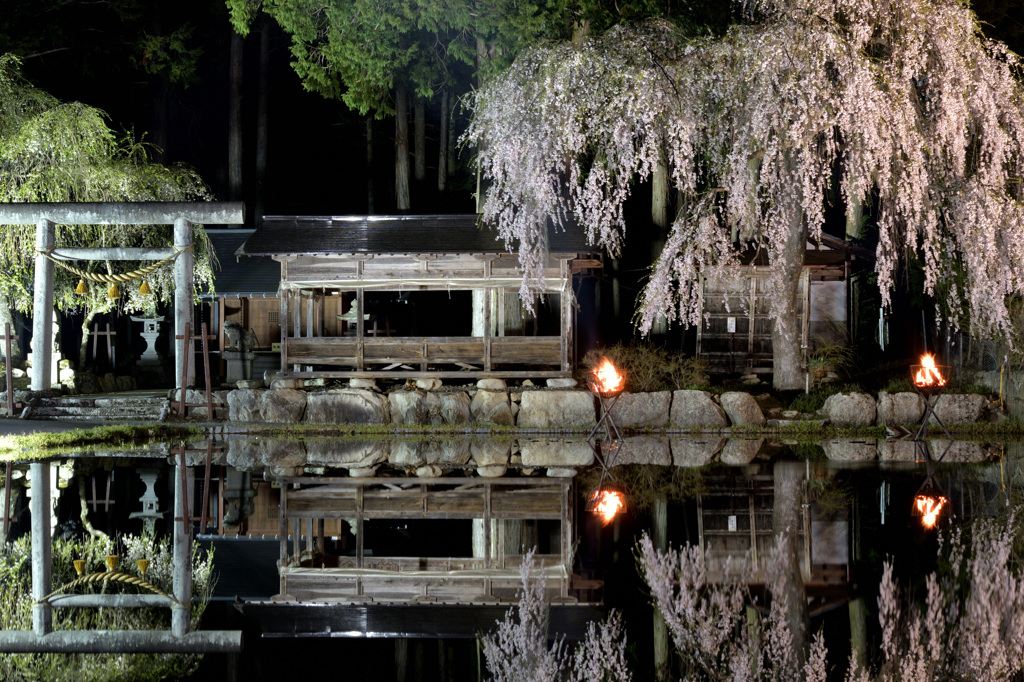 青屋神明神社　枝垂れ桜ライトアップ