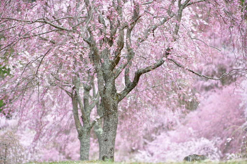 桜雪