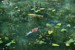 モネの池 モネの池
