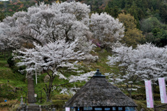 仏隆寺の春