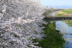 墨俣一夜城址公園・犀川堤の桜